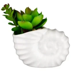B&M Scandi Shore Small Shell Succulent 15 B&M Scandi Shore Small Shell Succulent -Chic Home Decor Store 380110 small shell succulent