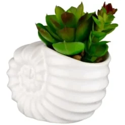 B&M Scandi Shore Small Shell Succulent 12 B&M Scandi Shore Small Shell Succulent -Chic Home Decor Store 380110 small shell succulent 3