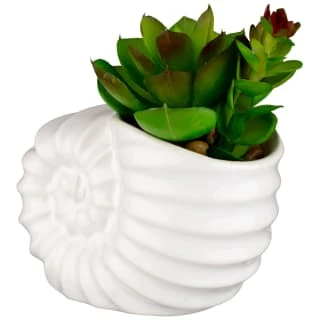 B&M Scandi Shore Small Shell Succulent 4 B&M Scandi Shore Small Shell Succulent - Image 4