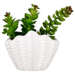 B&M Scandi Shore Small Shell Succulent 11 B&M Scandi Shore Small Shell Succulent -Chic Home Decor Store 380110 small shell succulent 7