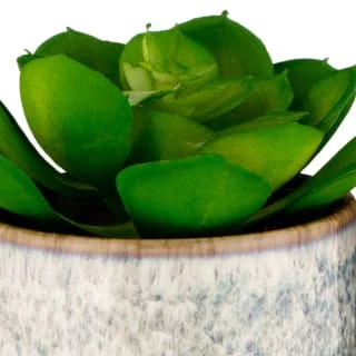 B&M Scandi Shore Succulent 2 B&M Scandi Shore Succulent - Image 2