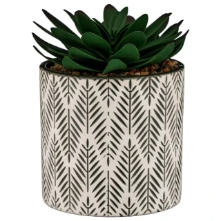 B&M Succulent In Botanist Print Pot - Green 1 B&M Succulent In Botanist Print Pot - Green