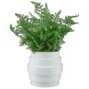 Bloom Premium Foliage In Cream Planter
