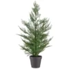 Bloom Conifer Tree In Plant Pot