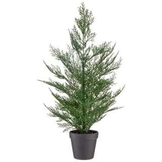 Bloom Conifer Tree In Plant Pot 1 Bloom Conifer Tree In Plant Pot