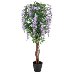 Bloom Wysteria Tree In Pot - Purple